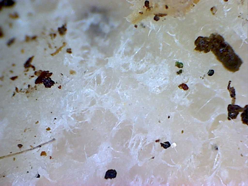 Prima che nevica... Quizzz